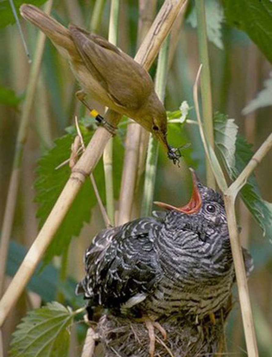Rytikerttunen ruokkii käenpoikasta. Kuva: <span class="photographer"><A HREF=http://en.wikipedia.org/wiki/File:Reed_warbler_cuckoo.jpg>Wikimedia Commons</A>.</span>