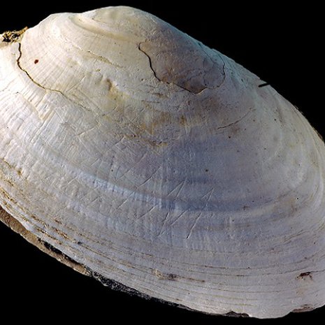 Simpukankuoreen on kaiverrettu siksakkia. Kuva: <span class="photographer">Wim Lustenhouwer, VU University Amsterdam.</span>