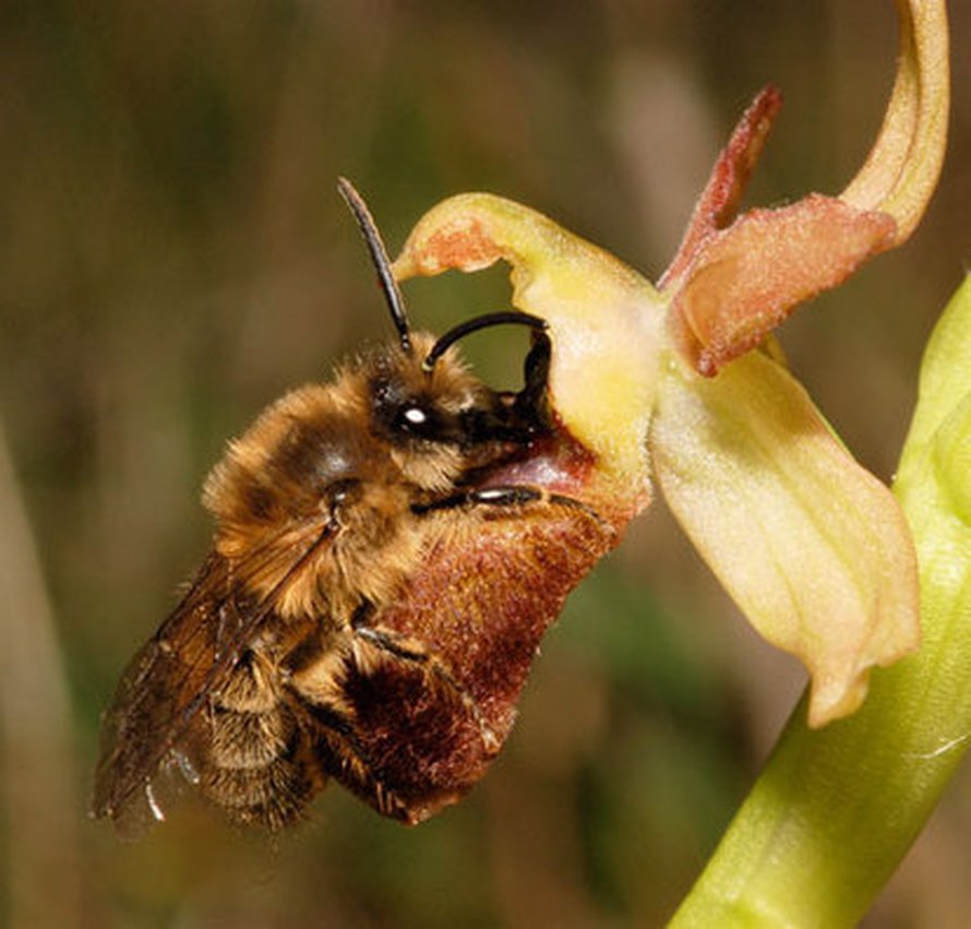 Kevätiskosmehiläinen (Colletes cunicularius) lankeaa Ophrys exaltata -orkidean tuoksuun. Kuva: <span class="photographer">NJ Vereecken.</span>
