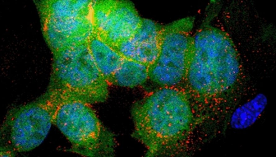 Kuva: <span class="photographer">Chad A. Cowan, HHMI.</span>