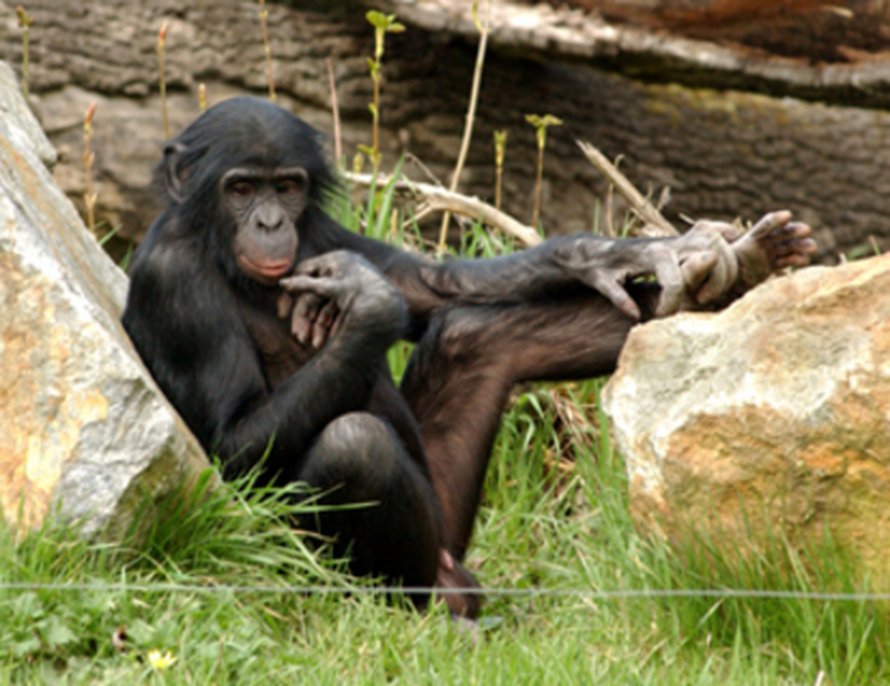 Kääpiosimpannssi eli bobobo (Pan paniscus). Kuva: <span class="photographer">MPI-EVA.</span>