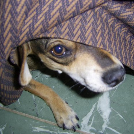 Pelokkaan ihmisen ihmisen haju tekee koirastakin pelokkaan. Kuva: <span class="photographer">LuKaS Cuba / Wikimedia Commons</span>