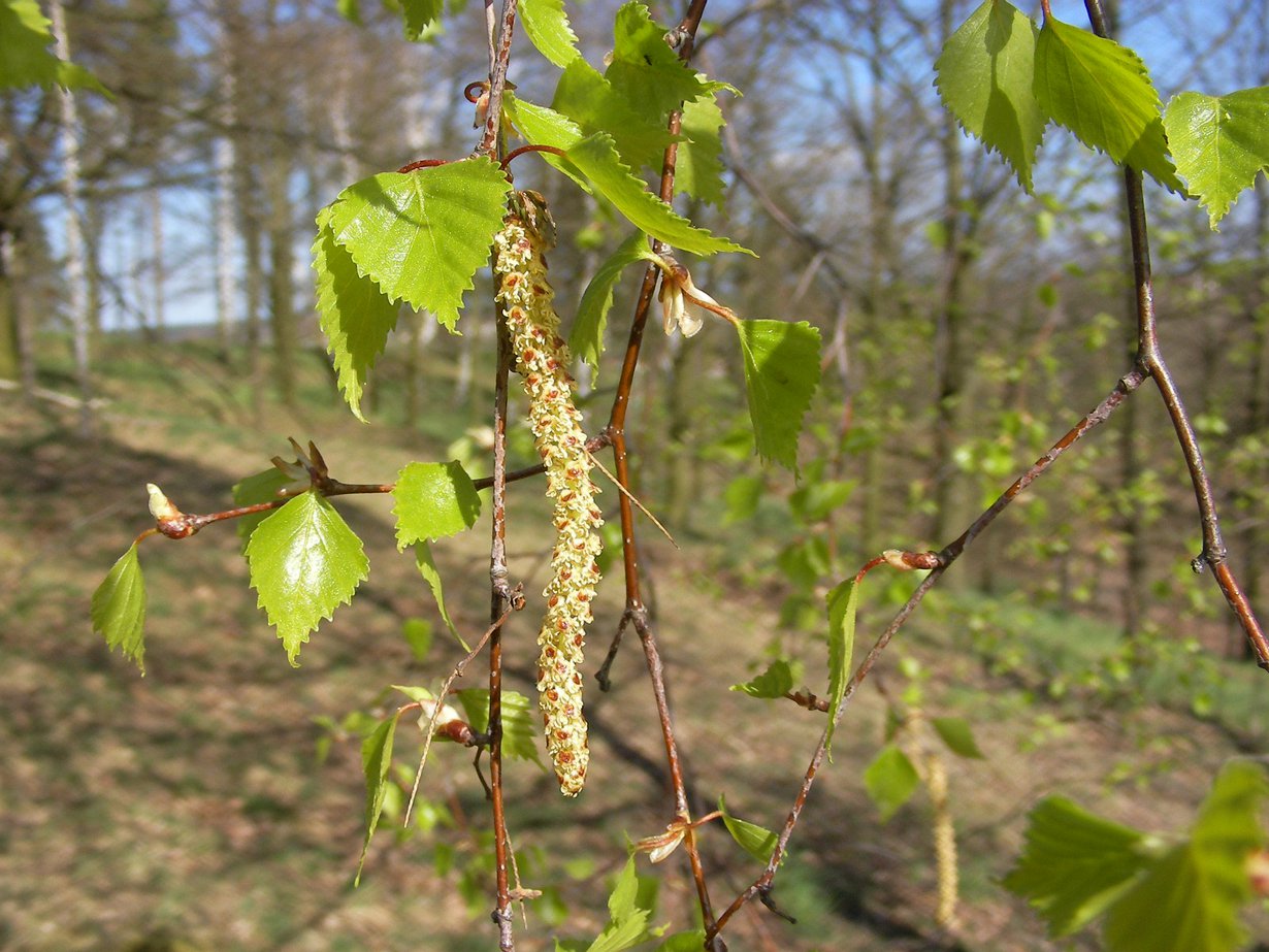 Kuva: Wikimedia Commons