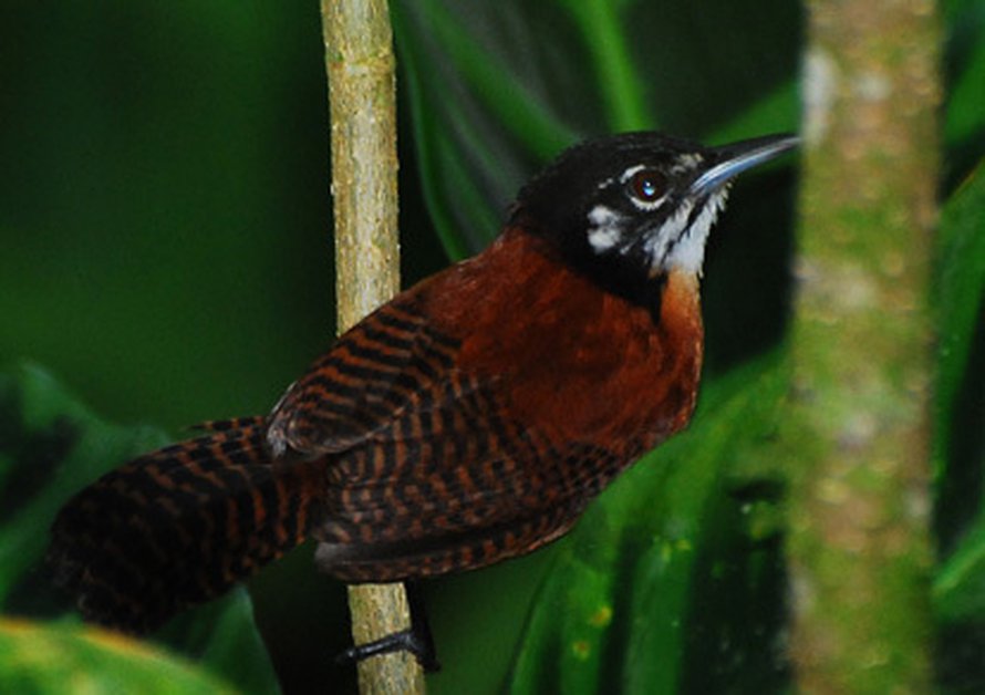 Raitapeukaloinen on yksi parilaulua harrastavista trooppisista peukaloislajeista. Kuva: <span class="photographer"><A HREF=http://commons.wikimedia.org/wiki/Main_Page>Wikimedia Commons</A></span>