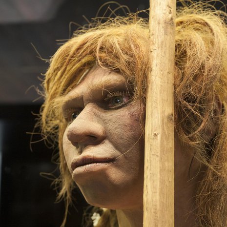 Tältä näyttää neandertalilaisnainen Madridin arkeologisen museon hahmotelmassa. Kuva: <span class="photographer">Juan Aunion, Shutterstock</span>