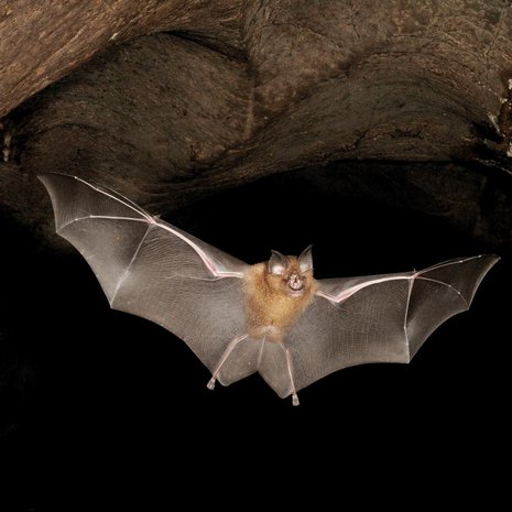 Aasianherkko (Rhinolophus affinis) lennähtää luolasta Malesiassa. Kuva: <span class="photographer">Fletcher & Baylis/Science Source</span>