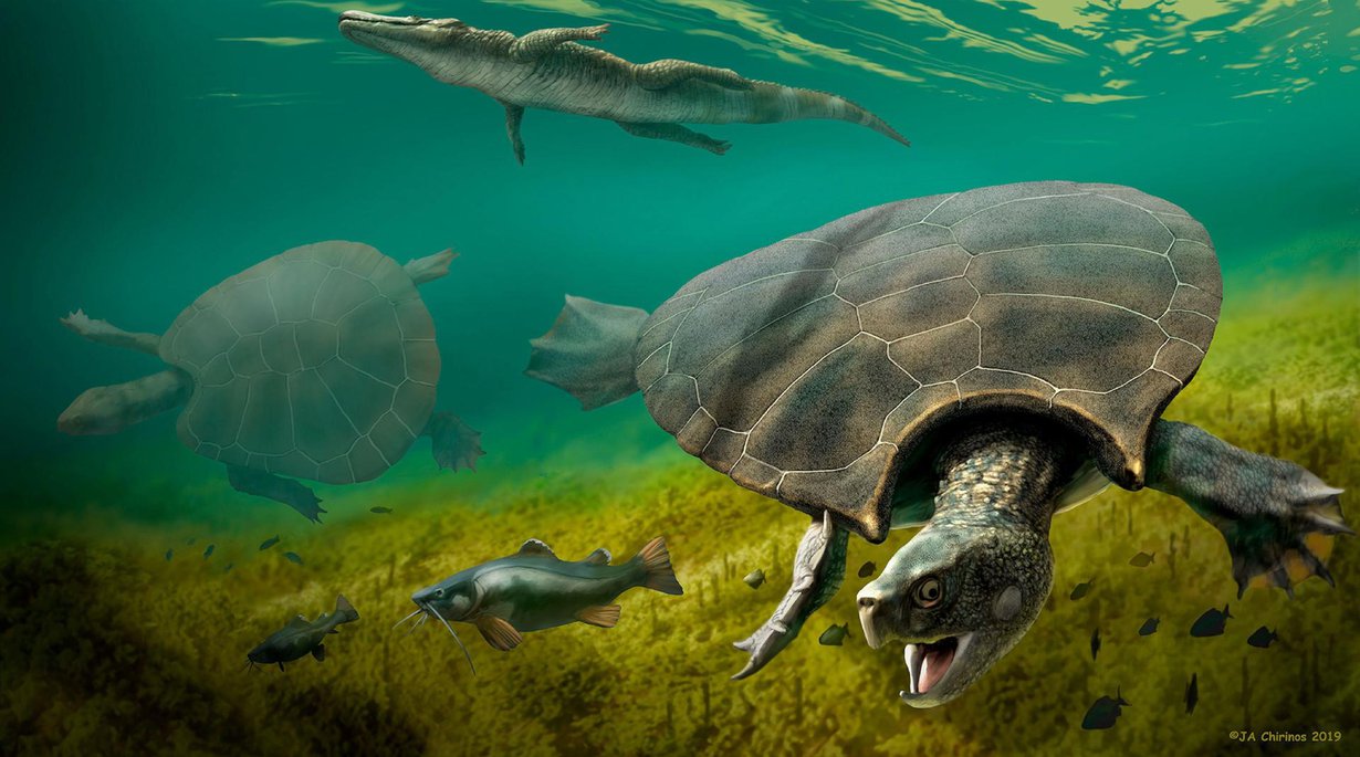Taiteilijan näkemys Stupendemys geographicus -kilpikonnasta.