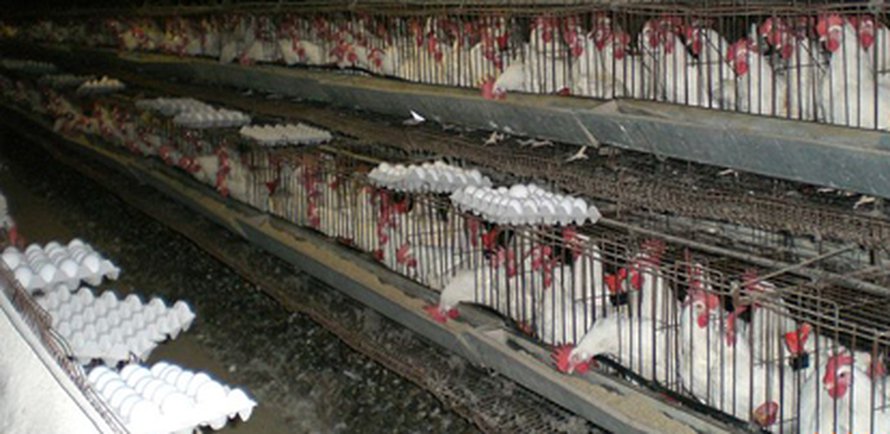 Häkkikanala. Kuva: <span class="photographer"><A HREF=http://en.wikipedia.org/wiki/File:Industrial-Chicken-Coop.JPG>Wikimedia Commons</A></span>
