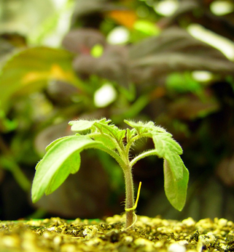 <i>Cuscuta pentagona</i> kiipeää tomaattiin. Kuva: <span class="photographer">Justin Runyon/De Moraes and Mescher Labs</span>