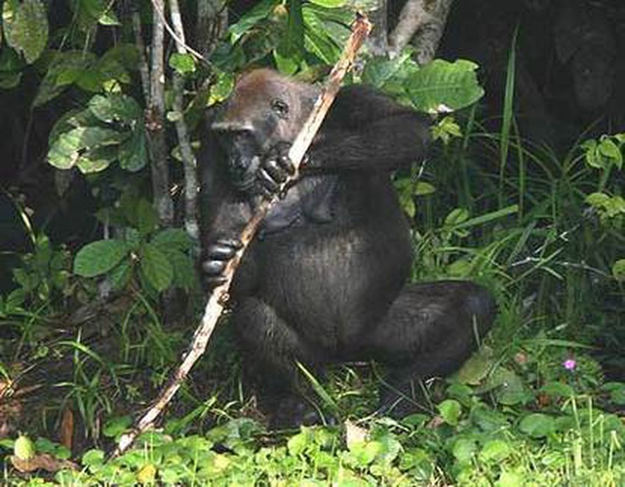 Kuva: <span class="photographer">Wildlife Conservation Society/Thomas Breuer.
</span>