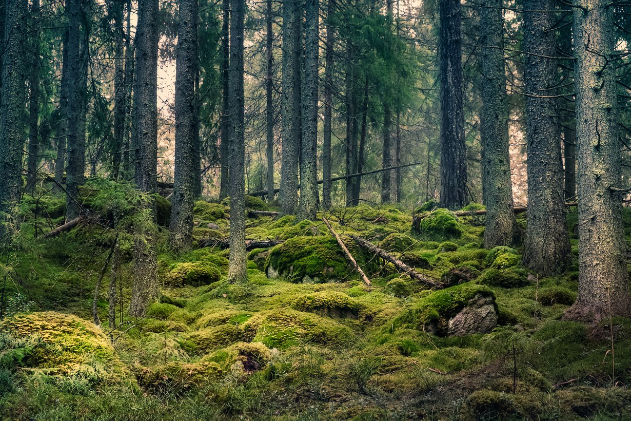 Sinne uppoaa. Kuva: Getty Images