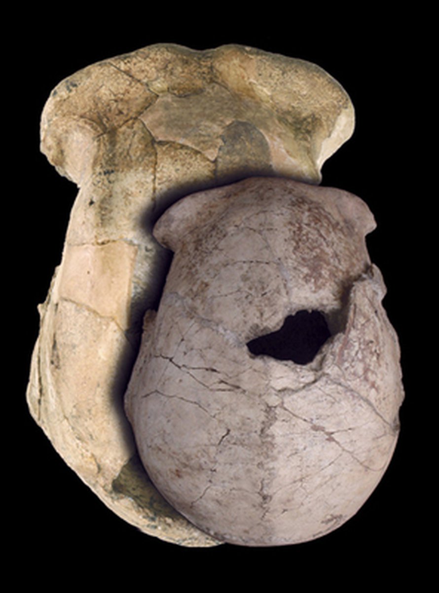 Nyt löytynyt H. erectuksen kallo (päällä) on huomattavasti aiemmin löydettyä (alla) pienempi. Kuva: <span class="photographer">National Museums of Kenya/F. Spoor and J. Reader.
</span>