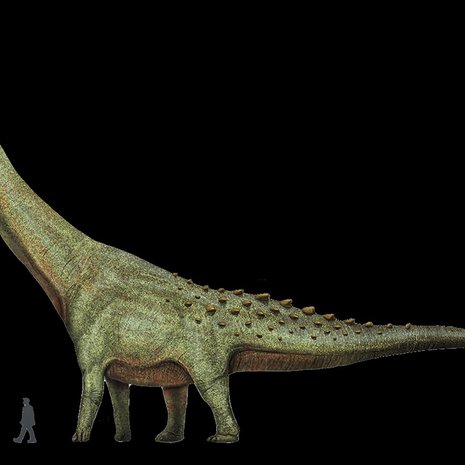 Maailman suurimman koskaan eläneen maaeläimen titteliä kantava patagotitan kuuluu sauropodeihin, jotka tunnetaan pitkästä kaulastaan ja hännästään. Kuva: <span class="photographer">Wikimedia Commons</span>