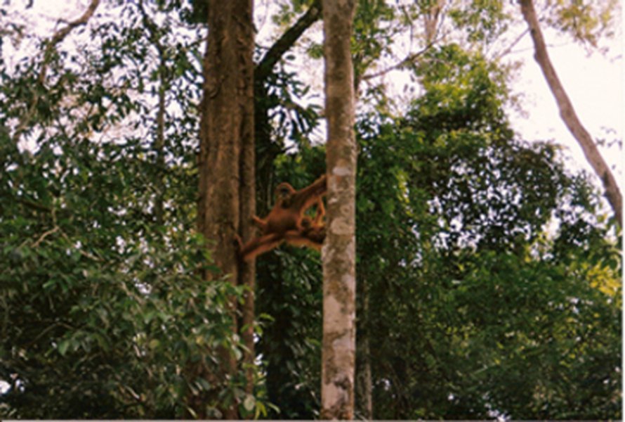 Orankinaaras Gunung Leuserin kansallispuistossa Indonesiassa. Kuva: <span class="photographer">SKS Thorpe</span>