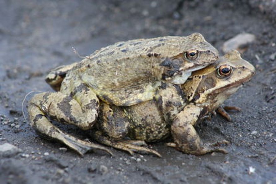 Kuva: <span class="photographer">Wikimedia Commons</span>