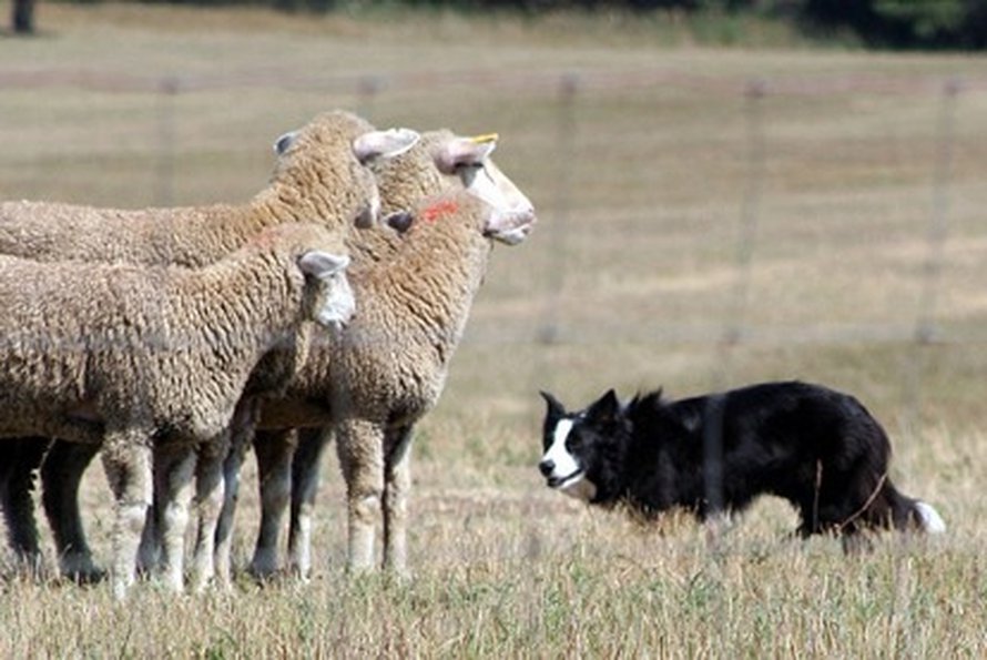 Bordercollie on alkujaan paimenkoira. Kuva: <span class="photographer"><A HREF=http://fi.wikipedia.org/wiki/Tiedosto:BC_eye.jpg>Wikimedia Commons</A>.</span>