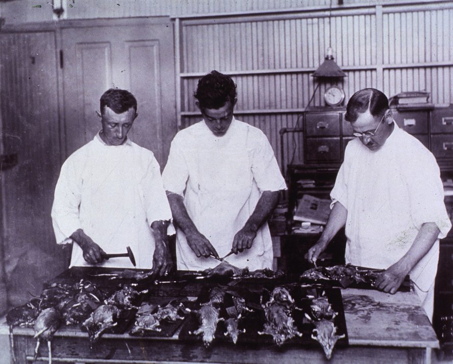 New Orleansin satamassa havaittiin vuonna 1914 ruttoa, mikä sai aikaan suuren rottien ansoitusoperaation. Kuva: <span class="photographer">Wikimedia Commons</span>