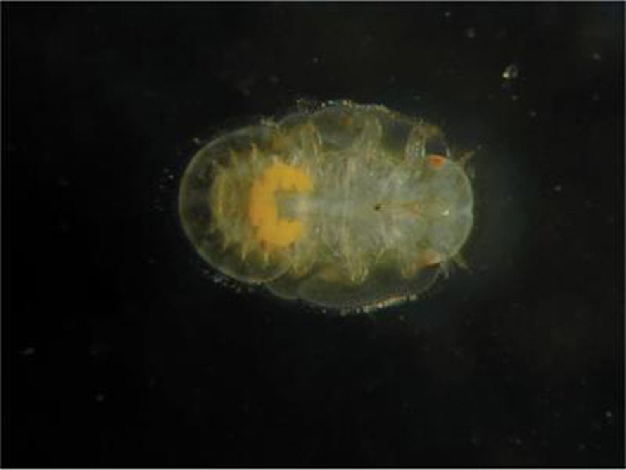 Genomiltaan maailman pienin eliö elää keltaisessa osassa <i>Pachypsylla venusta</i>-hyönteisen sisuksissa. Kuva: <span class="photographer">Nancy Moran
</span>