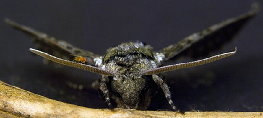Piskuinen banaanikärpänen (Drosophila melanogaster) ja suuri koiperhonen (Manduca sexta) kurvaavat siivillään samalla dynamiikalla. Kuva: <span class="photographer">Science/AAAS</span>