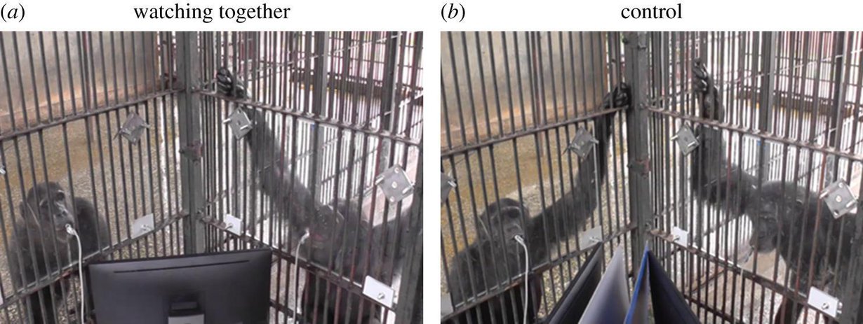 Simpanssit katselivat joko yhdessä tai erikseen televisiota kokeissa, jotka järjestettiin ugandalaisessa Ngamba Island Chimpanzee Sanctuary -suojelutarhassa. Kuva: Wouter Wolf ja Michael Tomasello, Proceedings of the Royal Society B
