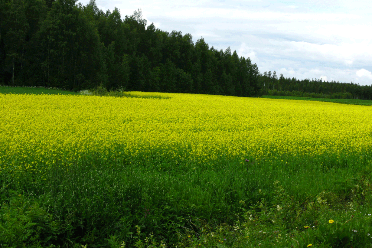 Kukinnassa on eroa. Kuva: Wikimedia Commons