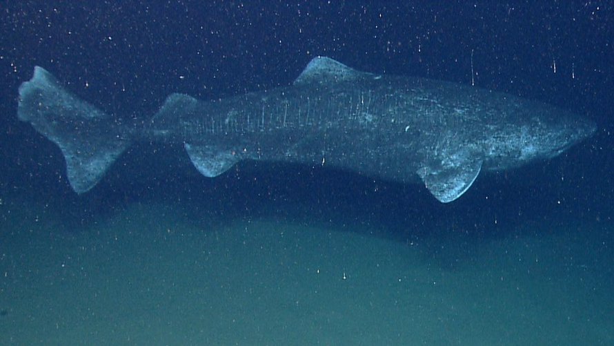 Maailman vanhin selkärankainen on jäähai. Kuva: <span class="photographer">NOAA Ocean Explorer / Wikimedia Commons</span>