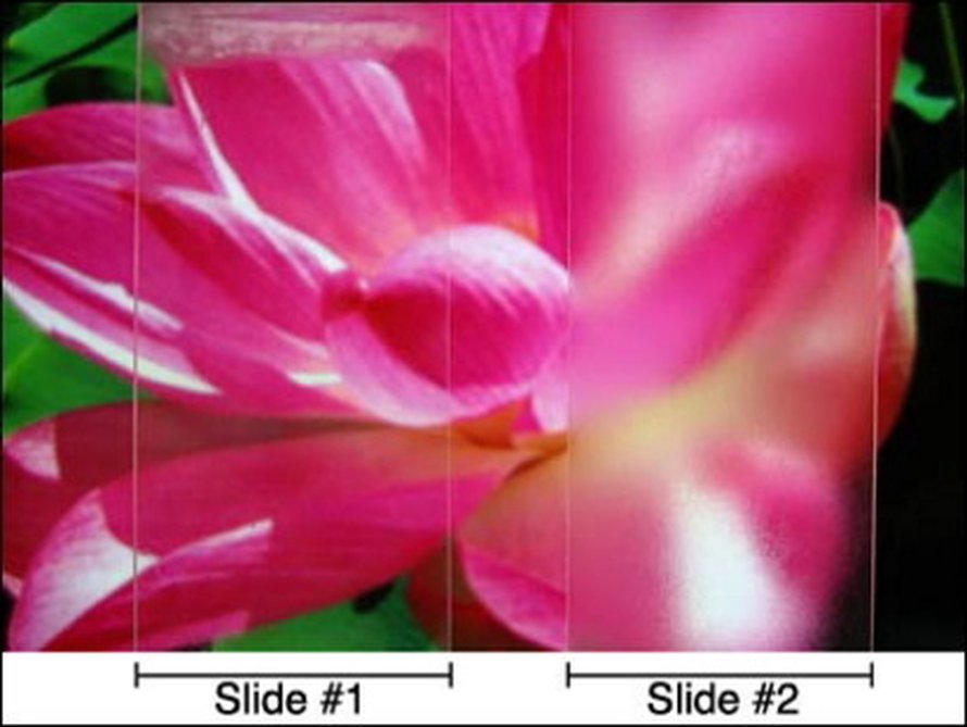 Kuva: <span class="photographer">Rubner, Cohen labs, MIT.
</span>