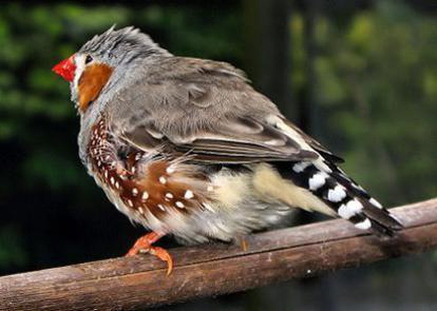 Seeprapeippo. Kuva: <span class="photographer"><A HREF=http://en.wikipedia.org/wiki/File:Zebra_finch_arp.jpg>Wikimedia Commons</A></span>