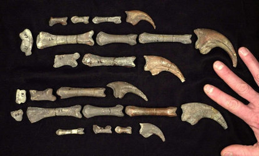 Kuva: <span class="photographer">Don DeBlieux, UGS.</span>