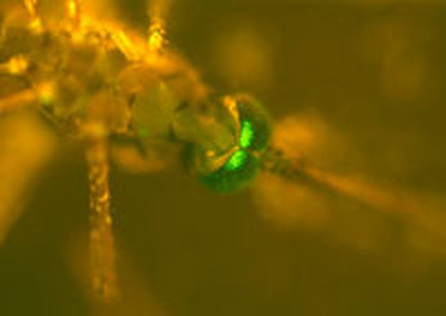 Siirtogeenisen hyttysen tunnistaa vihreinä loistavista silmistä.
Kuva: <span class="photographer">National Academy of Sciences
</span>
