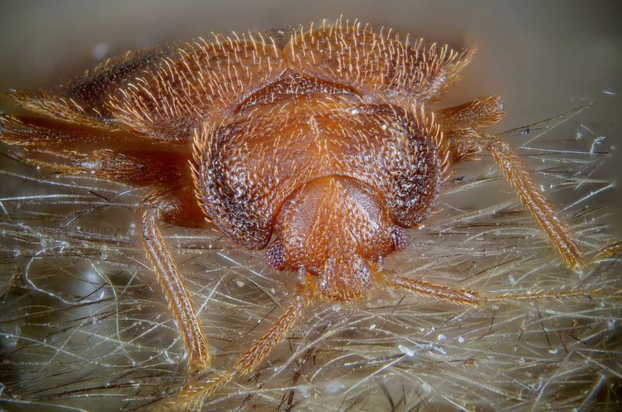Naaraslutikka lepakon karvoituksessa. Kuva: <span class="photographer">Gilles San Martin / Wikimedia Commons. </span>