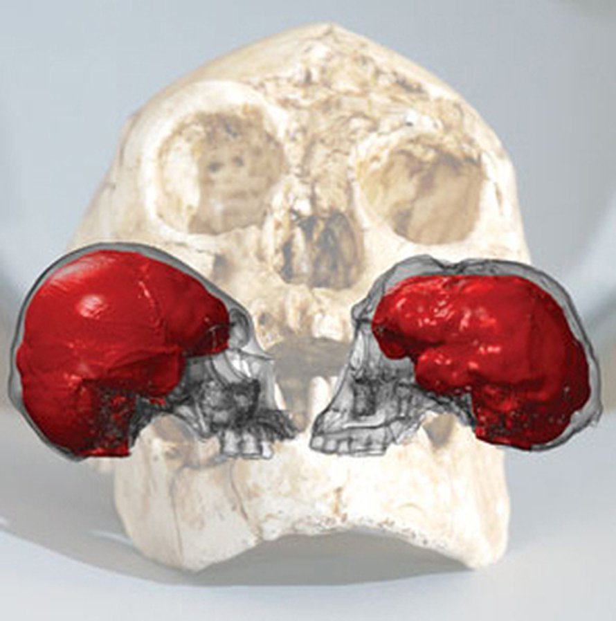 Kallojen perusteella Homo floresiensis (oikea) ei ollut mikrokefalikko (vasen). Kuva: <span class="photographer">Kirk E. Smith, Electronic Radiology Laboratory, Mallinckrodt Institute of Radiology</span>