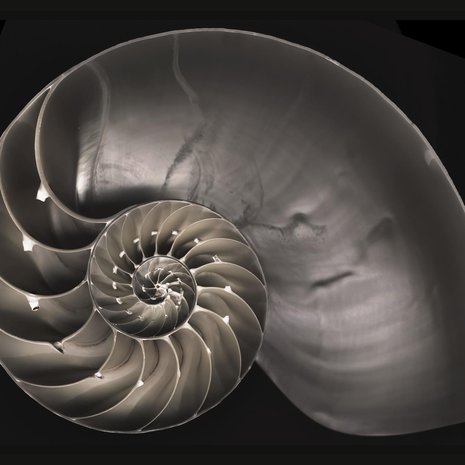 Kotelon rakenne noudatta Fibonaccin sarjaa. Kuva: <span class="photographer">F. Martinez Clavel /Science Photo Library</span>
