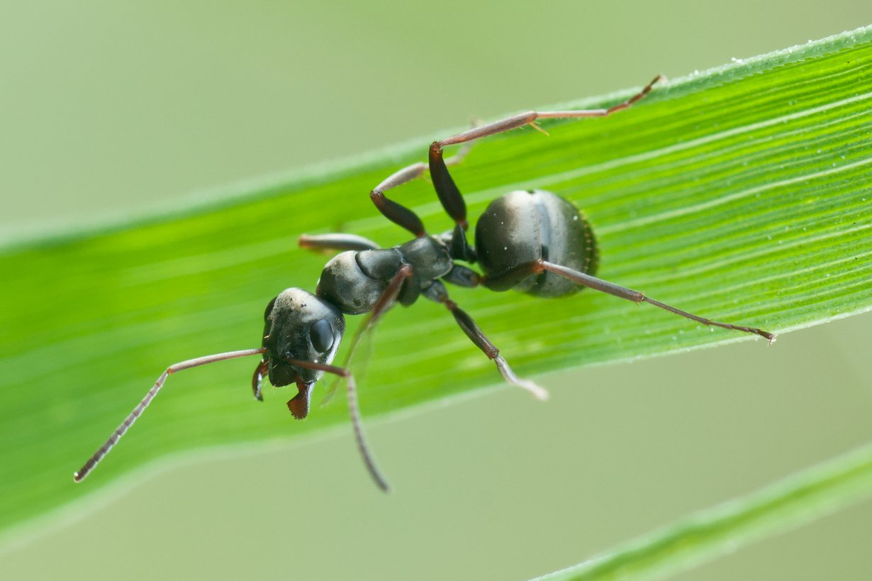 Mustamuurahainen osaa ottaa lääkettä. Kuva: Wikimedia Commons