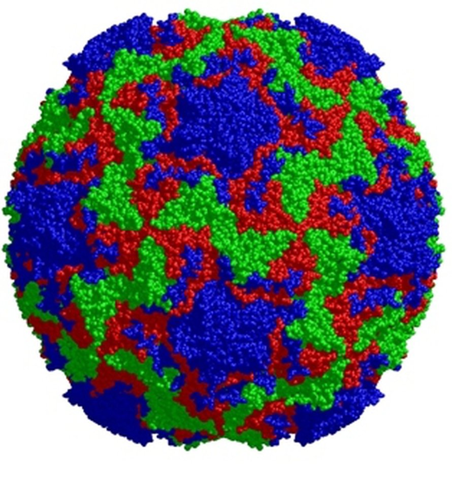 Ihmisen rinovirus. Kuva: <span class="photographer">J.-Y. Sgro, UW-Madison.</span>