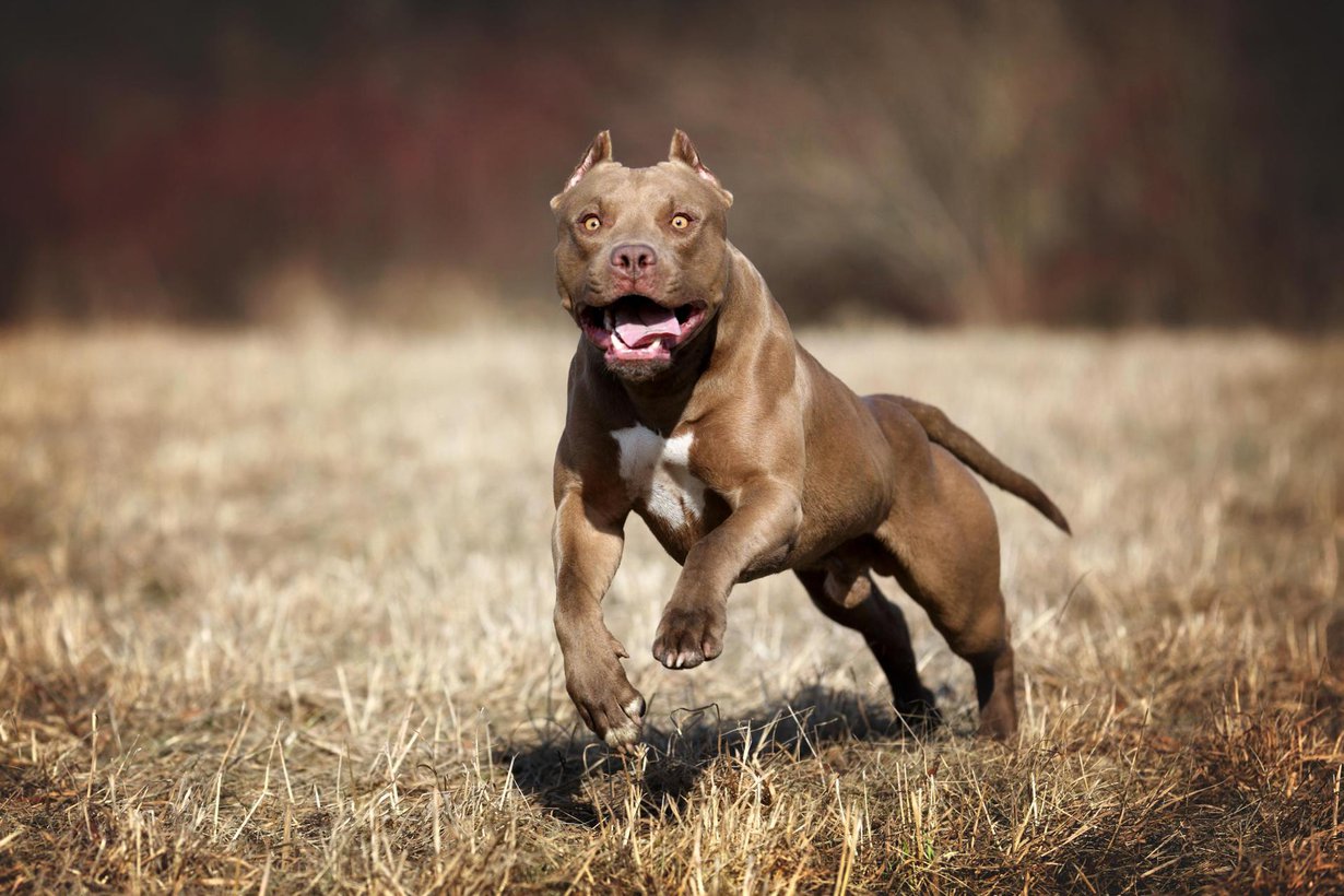 Koiraroduista pitbullit purevat eniten ihmisiä. Kuva: Shutterstock