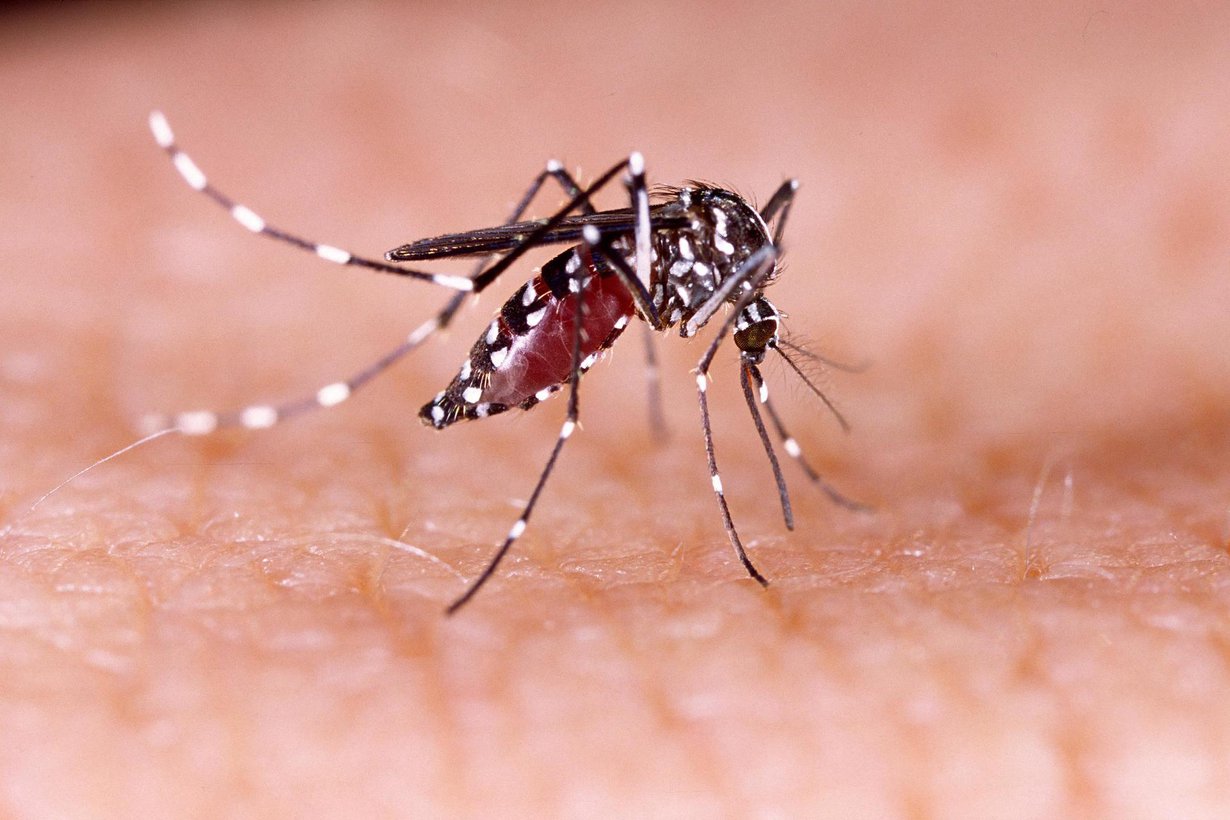Keltakuumehyttynen eli Aedes aegypti levittää tauteja tropiikissa. Kuva: Shutterstock