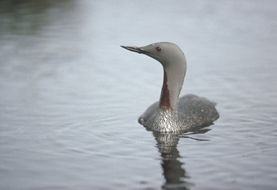 Suomessakin asustava kaakkuri on hyötynyt suojelusta. Kuva: <span class="photographer">www.rspb-images.com</span>