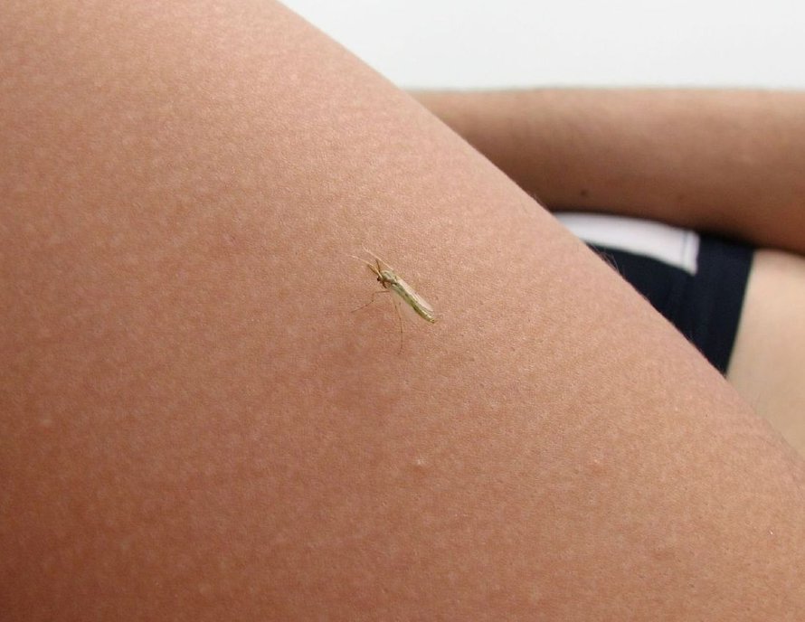 Ihosta saa monikykyisiä kantasoluja.