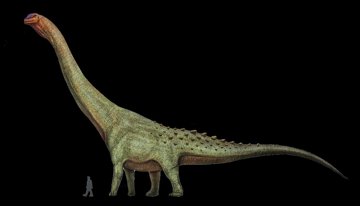 Maailman suurimman koskaan eläneen maaeläimen titteliä kantava patagotitan kuuluu sauropodeihin, jotka tunnetaan pitkästä kaulastaan ja hännästään. Kuva: Wikimedia Commons