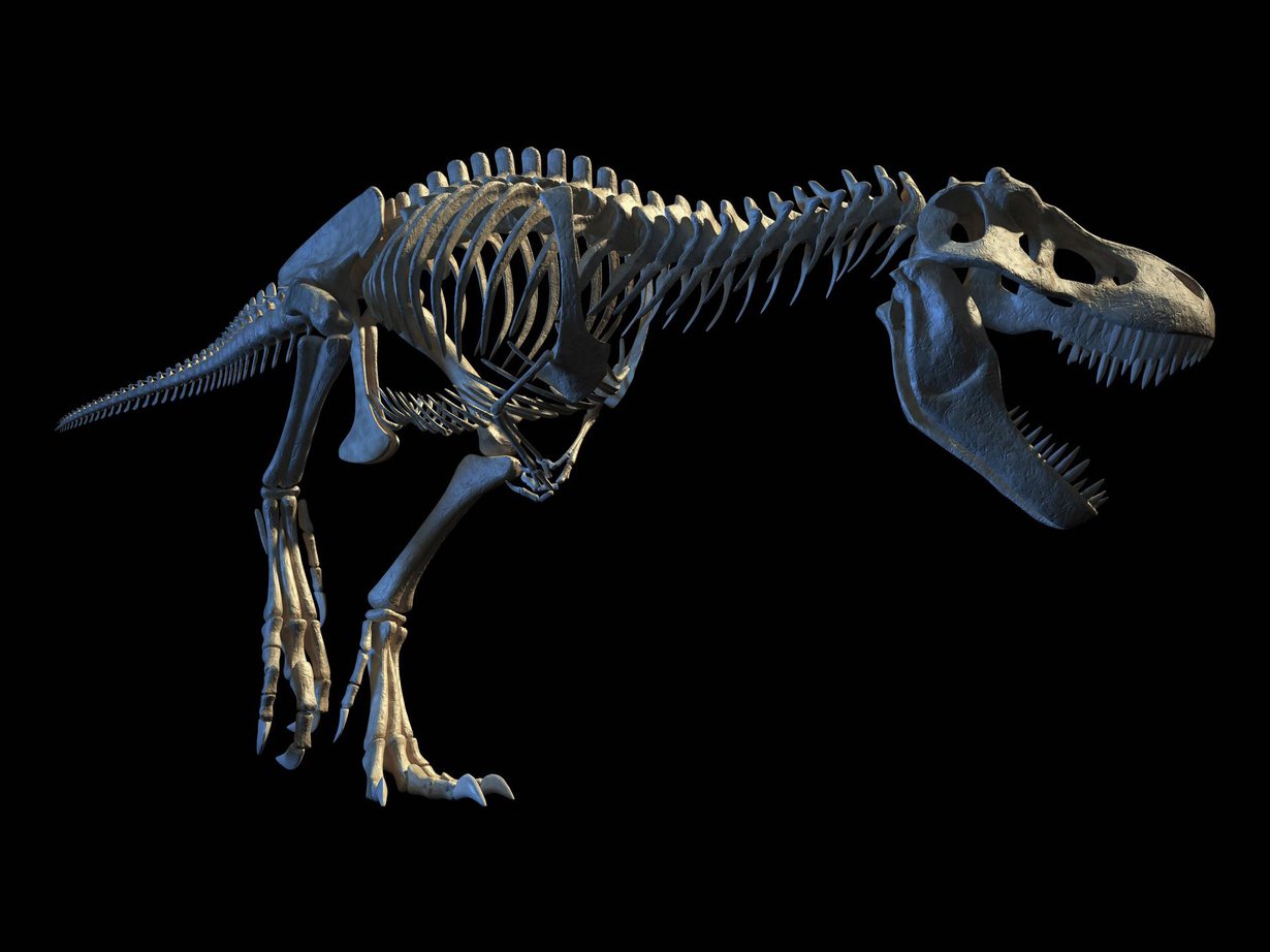 Tietokonemallinnus Tyrannosaurus rexin luurangosta. Kuva: Leonello Calvetti / Science Photo Library
