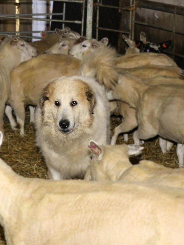 Isoja laumanvartijakoiria tavattiin jo Rooman imperiumin aikana. Kuva: <span class="photographer">Harri Vallin / Sanoma</span>