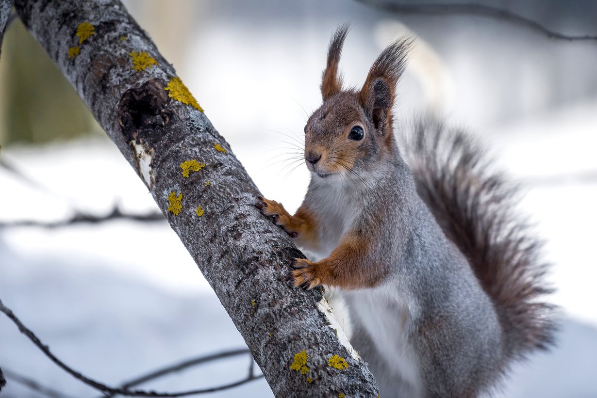 Orava huolehtii ylihuomisesta. Kuva: Getty Images