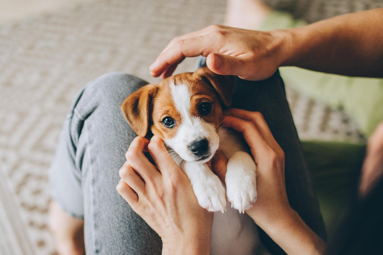 Koirat muodostavat ihmisiin sidettä muun muassa katsekontaktin avulla, mutta mahdollisesti myös kyynelin. Kuva: Shutterstock