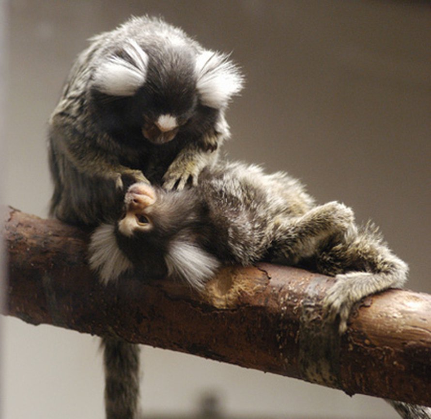 Silkkiapinoita. Kuva: <span class="photographer">Jeff Miller / University of Wisconsin-Madison</span>