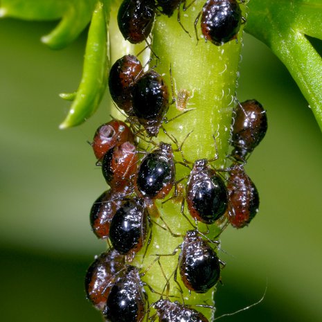 Kirva heruttaa takapäästään paljon mesikastetta. Kuva: <span class="photographer">Shutterstock</span>
