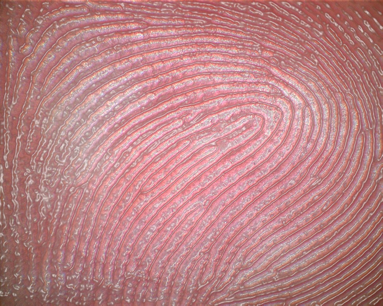 Tietokone on tässä korostanut niitä harjanteita, joita meillä kaikilla on sormenpäissämme. Kuva: DAVID BECKER / SCIENCE PHOTO LIBRARY