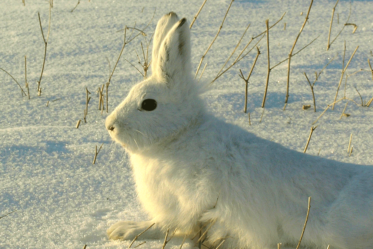 Talvipuvuissaan lajit eivät sekoitu. Metsäjänis on valkoinen, rusakko vaalean harmaanruskea. Kuva: Volganet/Wikimedia Commons