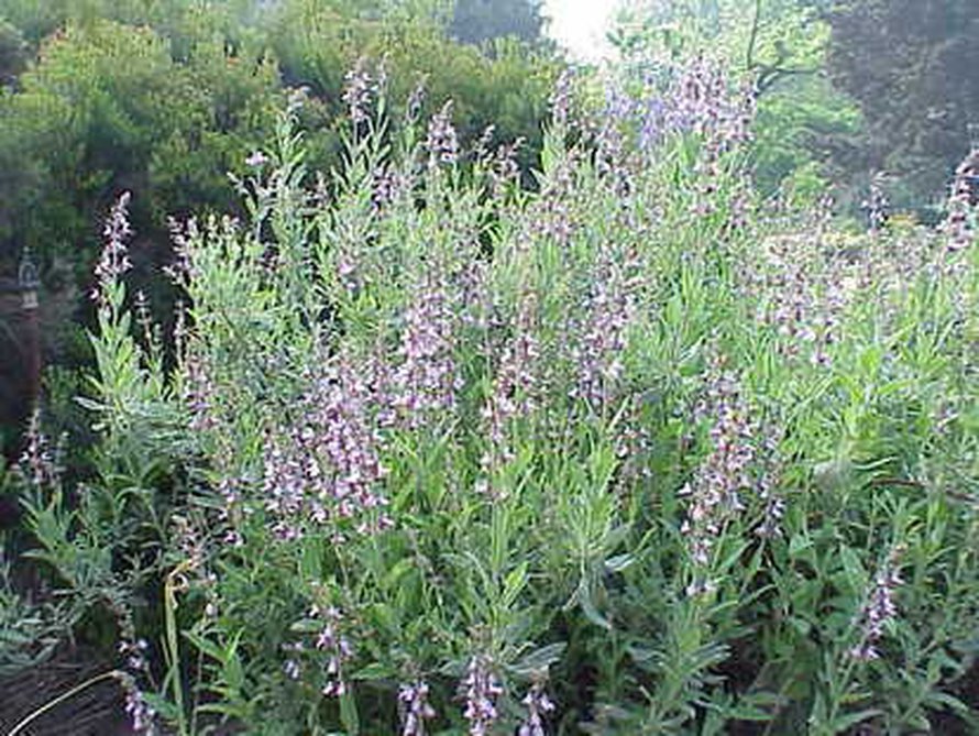 Egyptiläiset lisäsivät viiniin muun muassa salviaa, jota käytetään edelleen rohdoskasvina. Kuva: <span class="photographer">Wikimedia Commons</span>