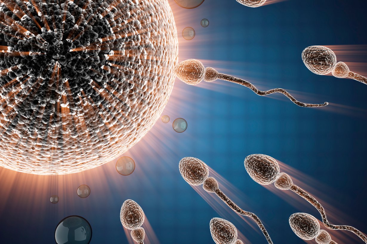 Munasolun kalvon läpäisy antaa siittiön mitokondrioille toimintamerkin. Kuva: Shutterstock